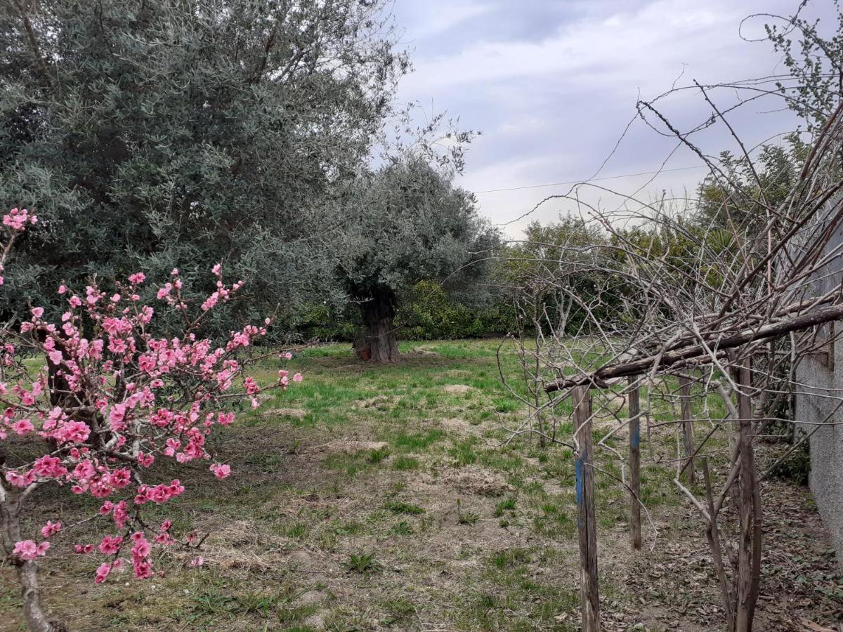 Il Tuffatore B&B Capaccio Екстер'єр фото